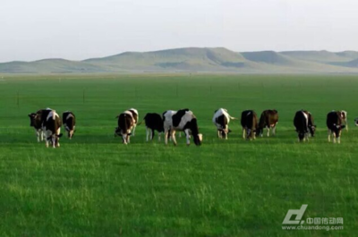 日本将采用物联网和AI技术提高奶牛出产量-中国传动网